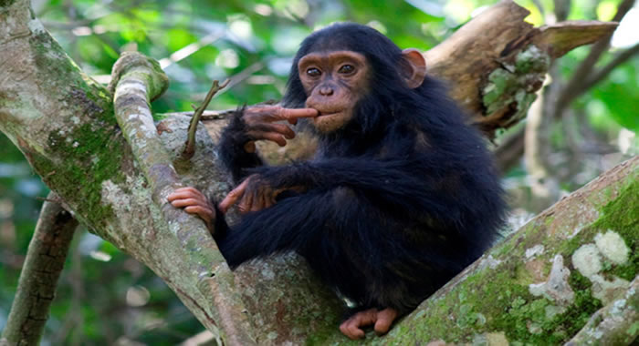 baby-chimp-kibale-forest