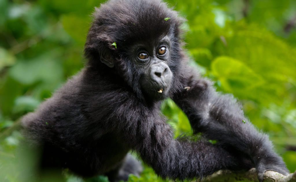 bab-mountain-gorilla