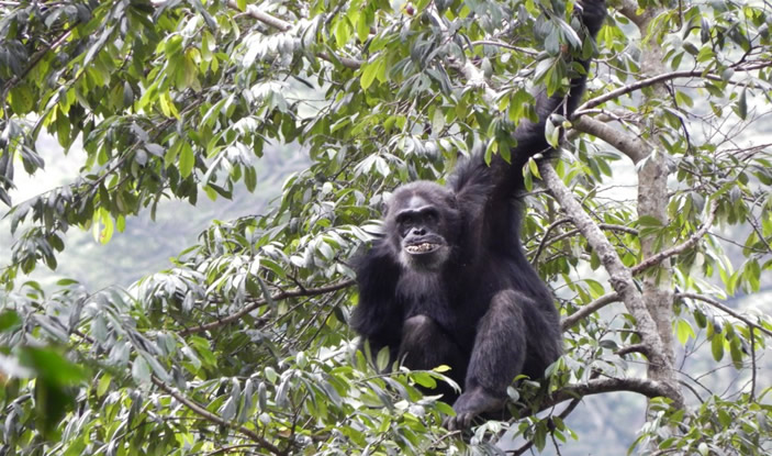 chimpanzee-rwanda