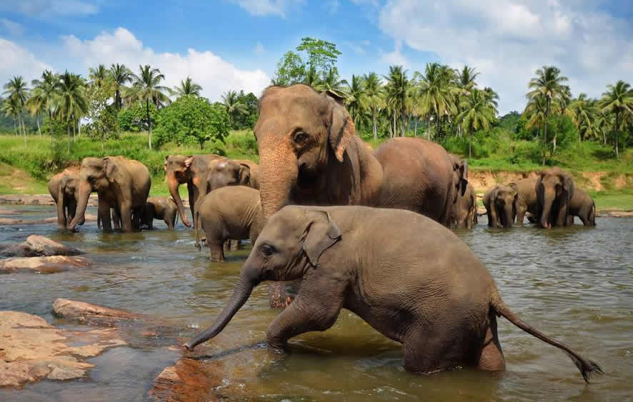 elephant-experiences-sri-lanka