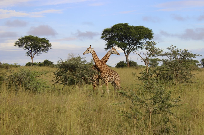 Giraffes in Murchison Falls National Park - Uganda