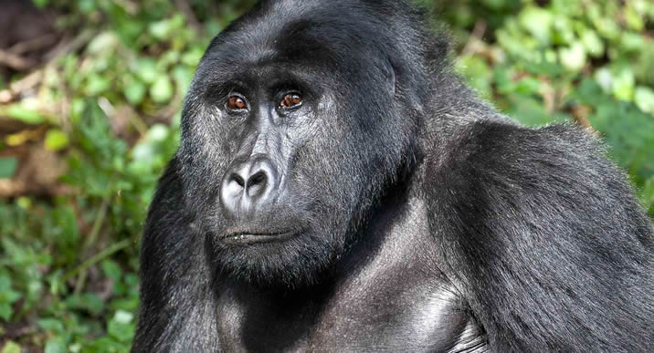 gorilla-bwindi-forest-tour