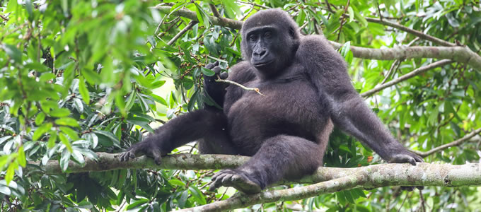 LowLand Gorilla Tracking in DR Congo