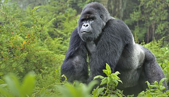 Silverback Gorilla - king Kong in Africa