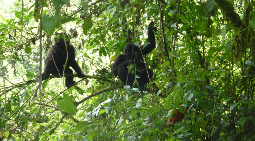 Baby Gorillas in the Jungle
