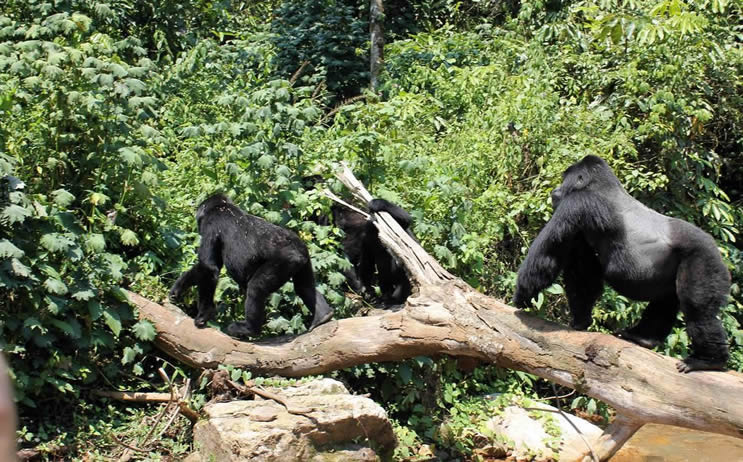Rwanda gorilla tours